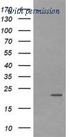 OriGene TA505942AM image 1
