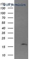 OriGene TA505945BM image 1