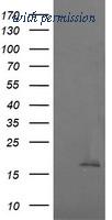 OriGene TA505946BM image 1