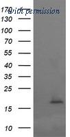 OriGene TA505965AM image 1