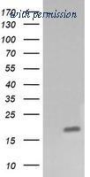 OriGene TA505967AM image 1