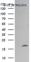 OriGene TA505968BM image 1