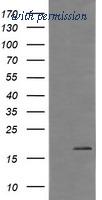 OriGene TA505970AM image 1