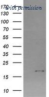 OriGene TA505972AM image 1