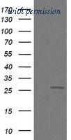 OriGene TA505987AM image 1