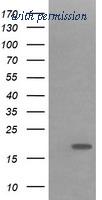 OriGene TA505994S image 1