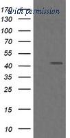 OriGene TA506006BM image 1