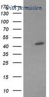 OriGene TA506007S image 1