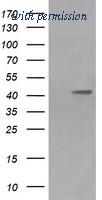 OriGene TA506008AM image 1