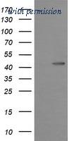 OriGene TA506009BM image 1