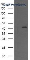 OriGene TA506010AM image 1