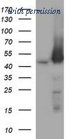 OriGene TA506012AM image 1