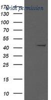 OriGene TA506014AM image 1
