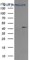 OriGene TA506016S image 1