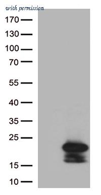 OriGene TA506029BM image 1