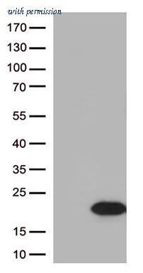 OriGene TA506030AM image 1
