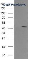 OriGene TA506031S image 1