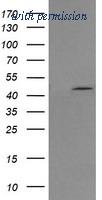 OriGene TA506035AM image 1