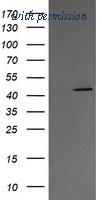 OriGene TA506037S image 1