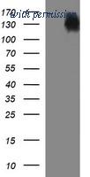 OriGene TA506046AM image 1