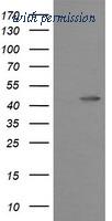 OriGene TA506053BM image 1