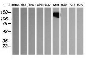 OriGene TA506055BM image 1