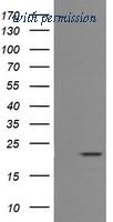 OriGene TA506064BM image 1