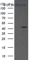 OriGene TA506070AM image 1