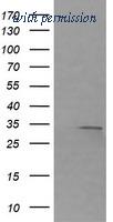 OriGene TA506088S image 1