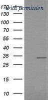 OriGene TA506089S image 1