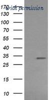 OriGene TA506090BM image 1