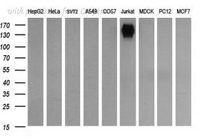 OriGene TA506104BM image 1