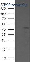 OriGene TA506108BM image 1