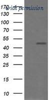 OriGene TA506120BM image 1