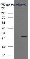 OriGene TA506123AM image 1