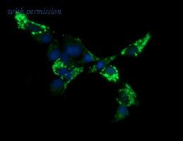 OriGene TA506126BM image 1