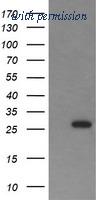 OriGene TA506130S image 1