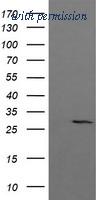 OriGene TA506131AM image 1