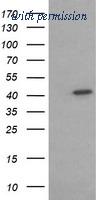 OriGene TA506154AM image 1