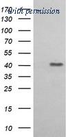 OriGene TA506155AM image 1