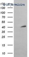 OriGene TA506156BM image 1