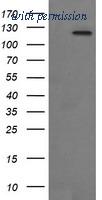 OriGene TA506161S image 1
