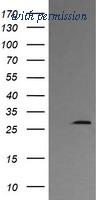 OriGene TA506171BM image 1