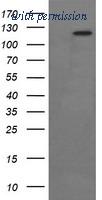 OriGene TA506174S image 1