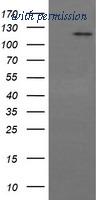 OriGene TA506182S image 1