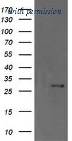 OriGene TA506199BM image 1