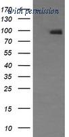 OriGene TA506208AM image 1
