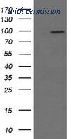 OriGene TA506223BM image 1