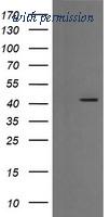 OriGene TA506224AM image 1