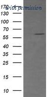 OriGene TA506234S image 1